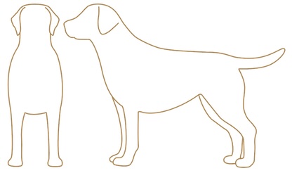 犬服製図のための採寸箇所の案内イラスト