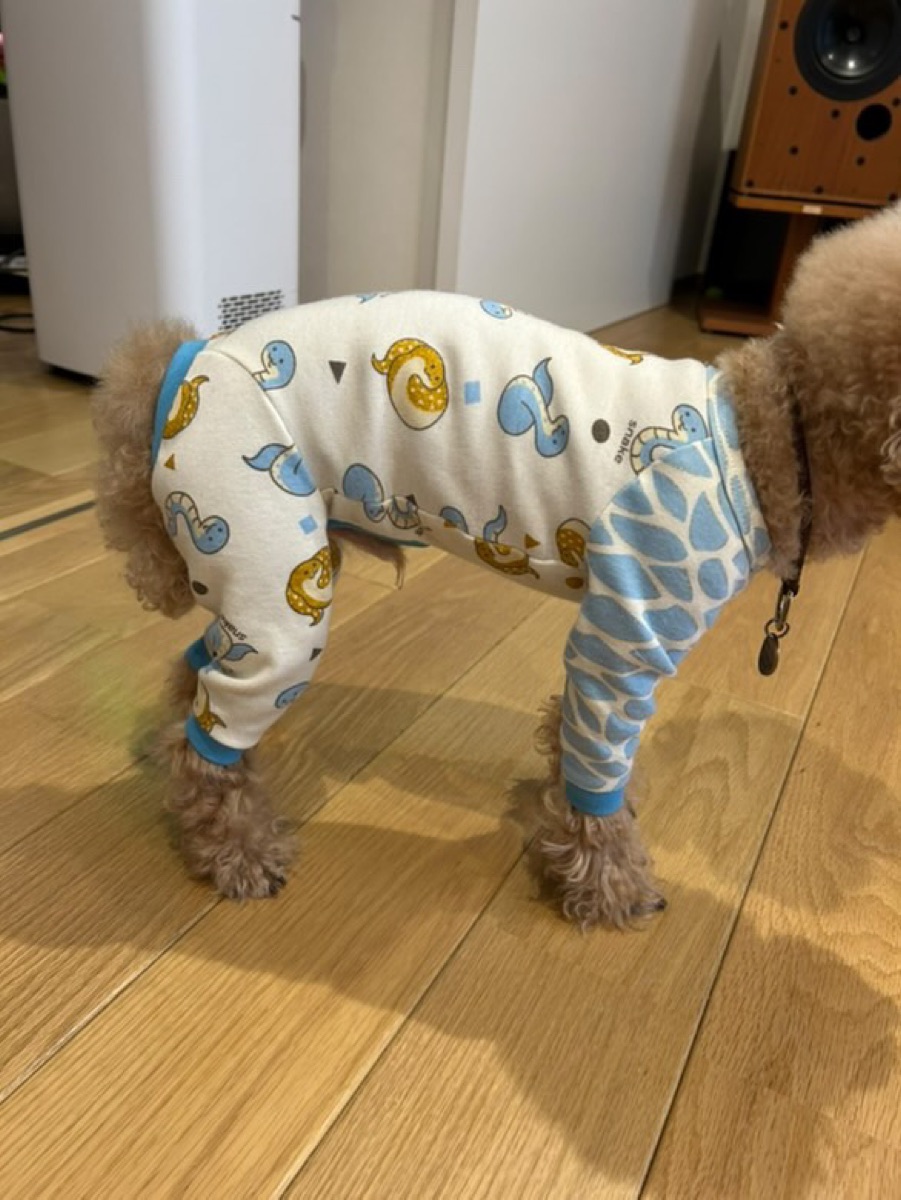 犬服ギャラリー