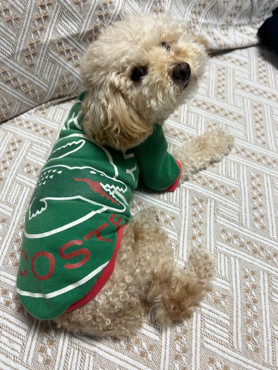 犬服ギャラリー