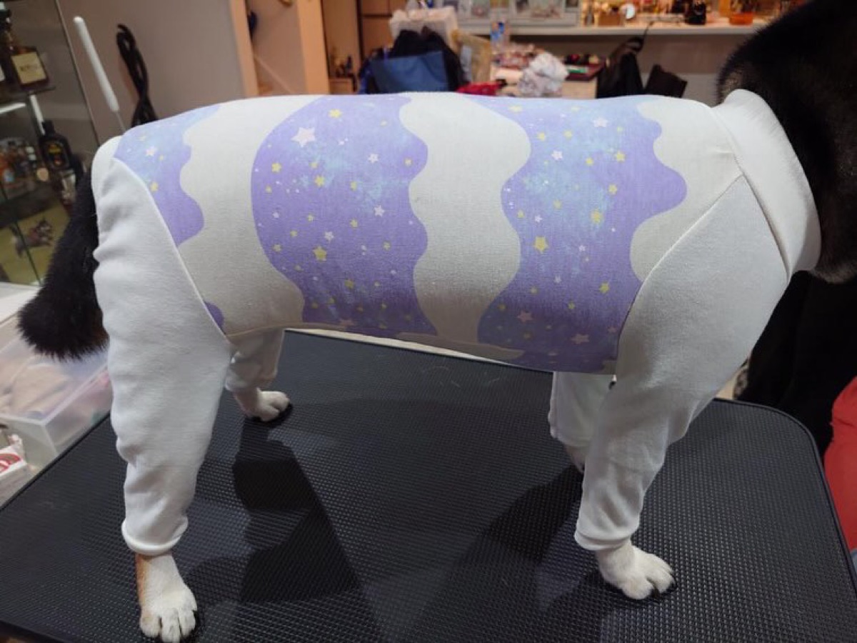 犬服ギャラリー