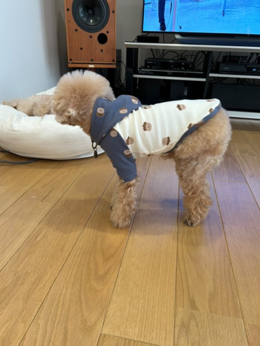 犬服ギャラリー