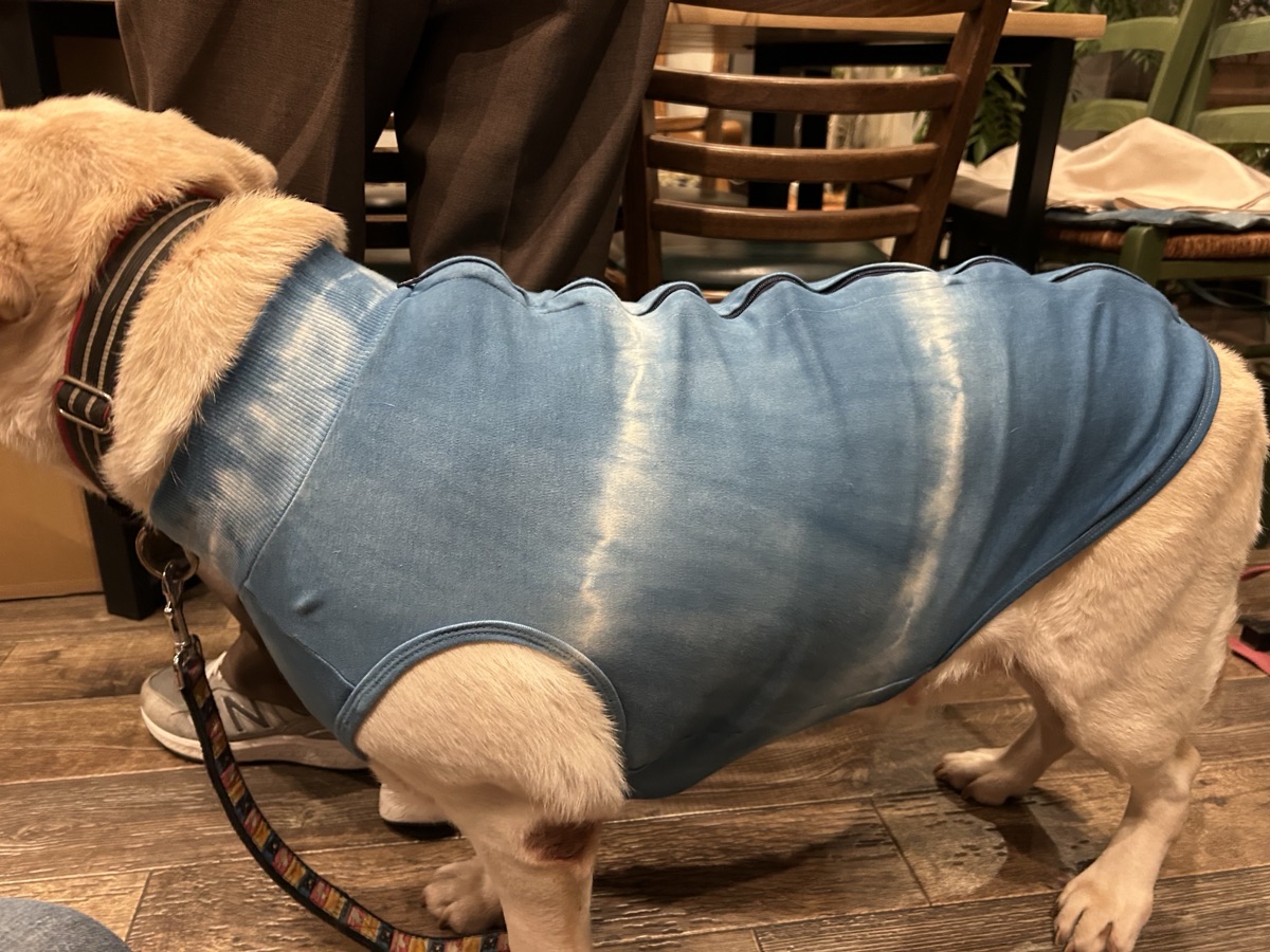 犬服ギャラリー