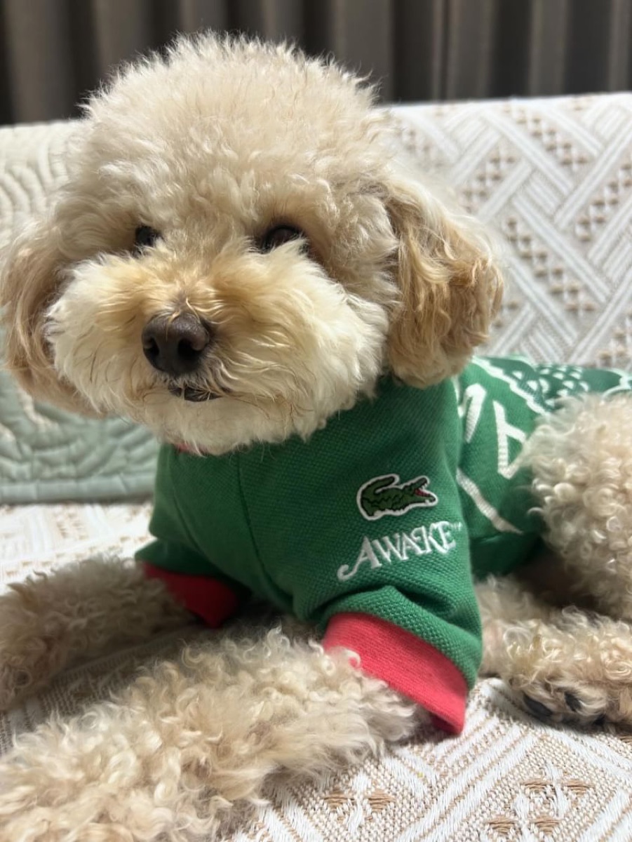 犬服ギャラリー