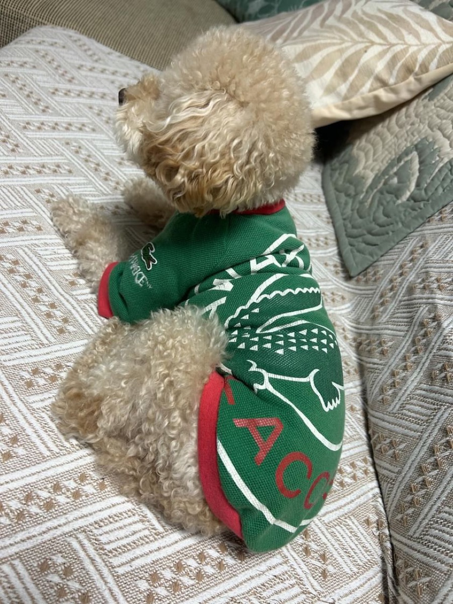 犬服ギャラリー