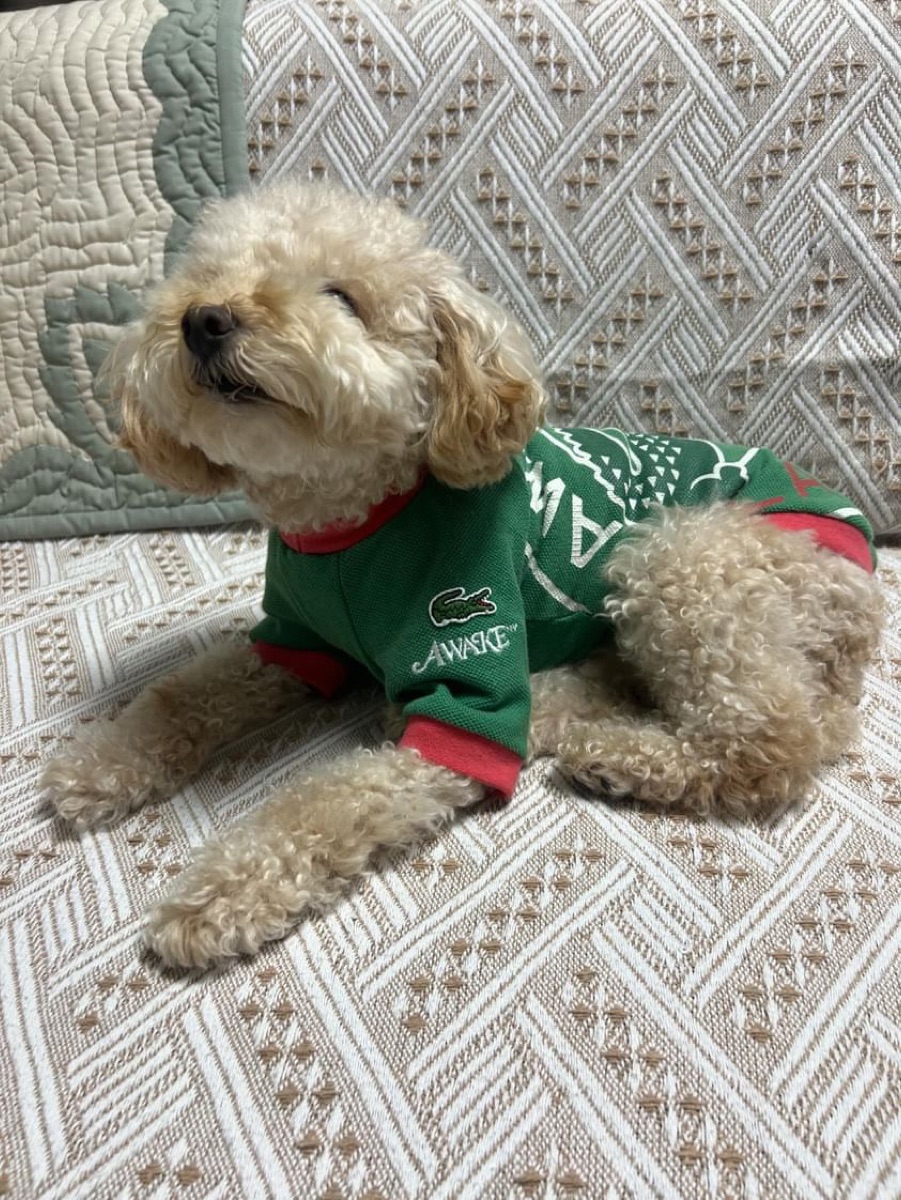 犬服ギャラリー