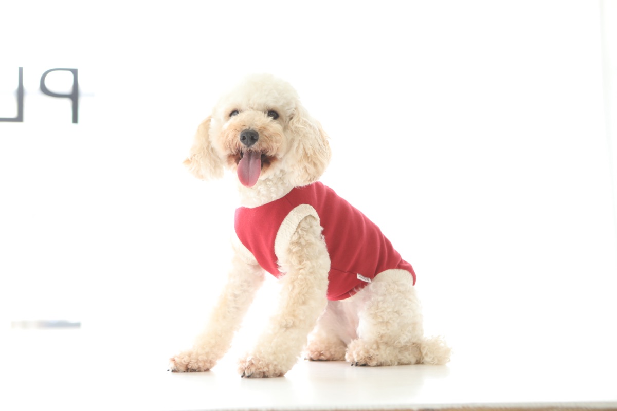 犬服ギャラリー