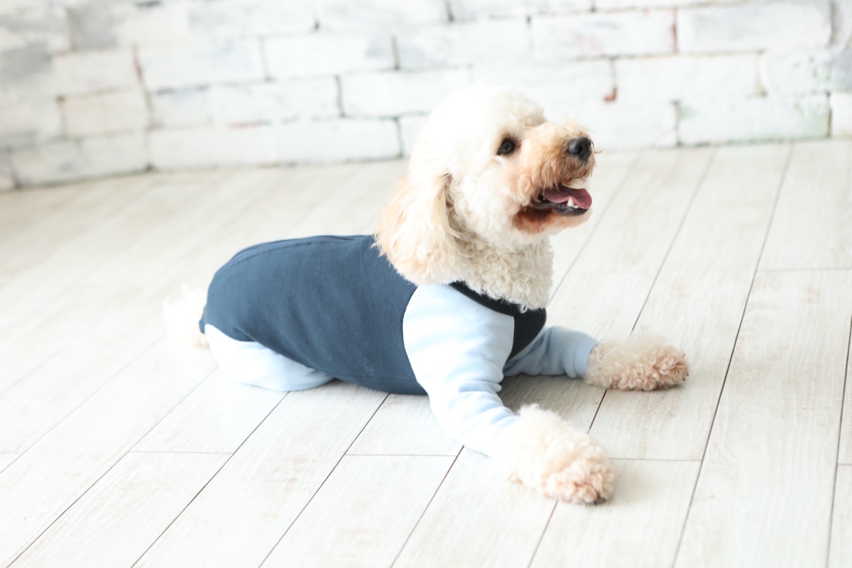 犬服ギャラリー