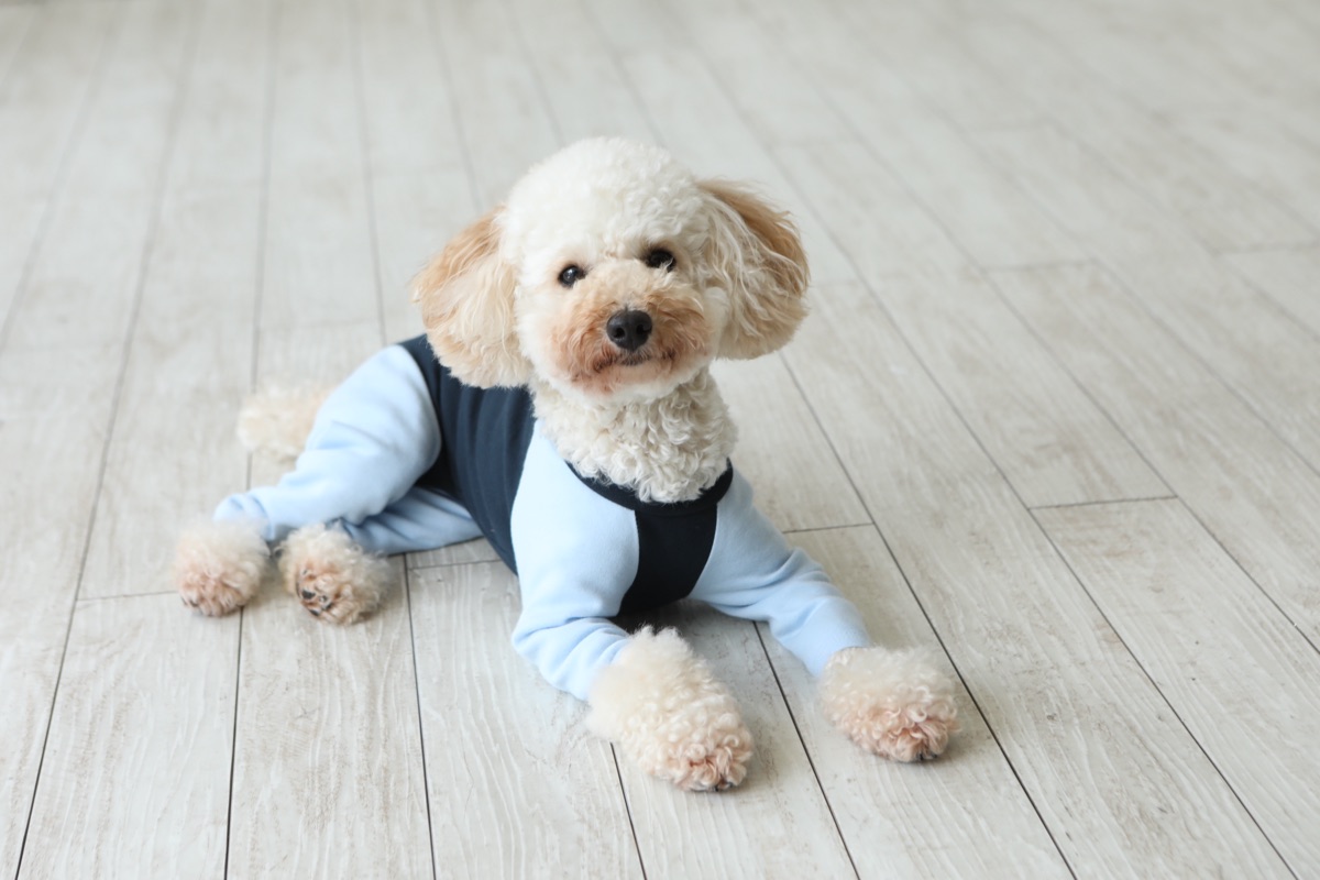 犬服ギャラリー