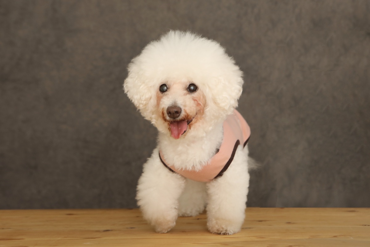 犬服ギャラリー