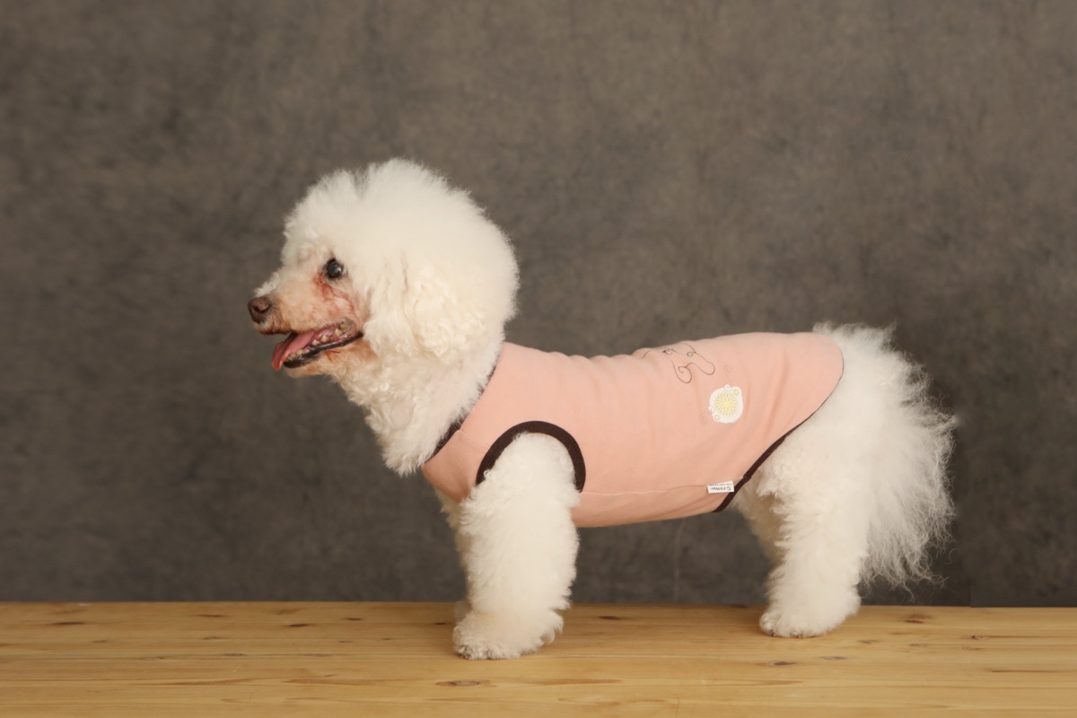 犬服ギャラリー