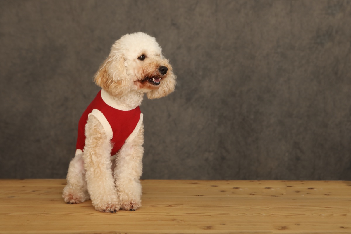 犬服ギャラリー