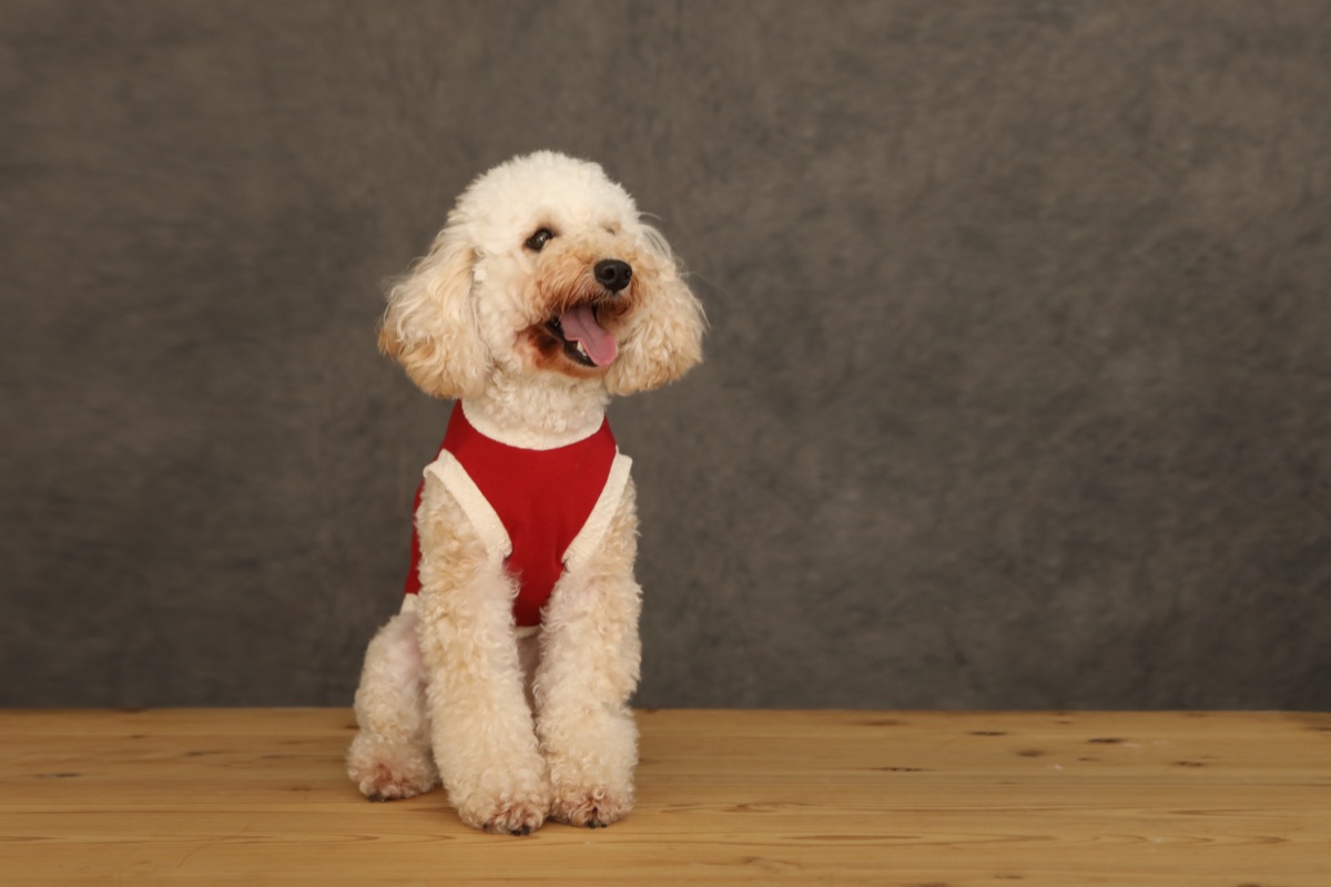 犬服ギャラリー