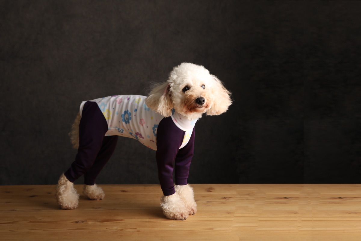 犬服ギャラリー