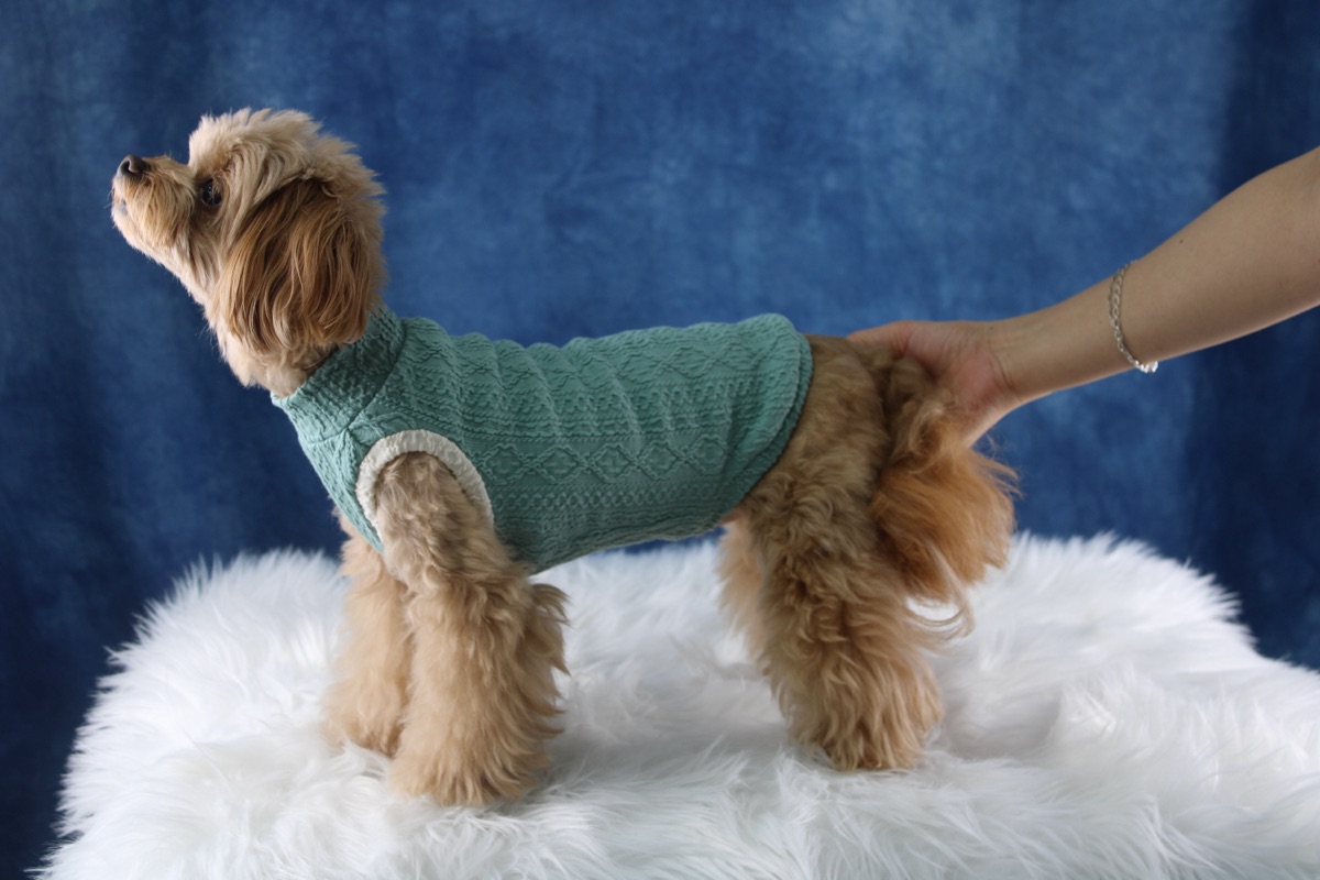 犬服ギャラリー