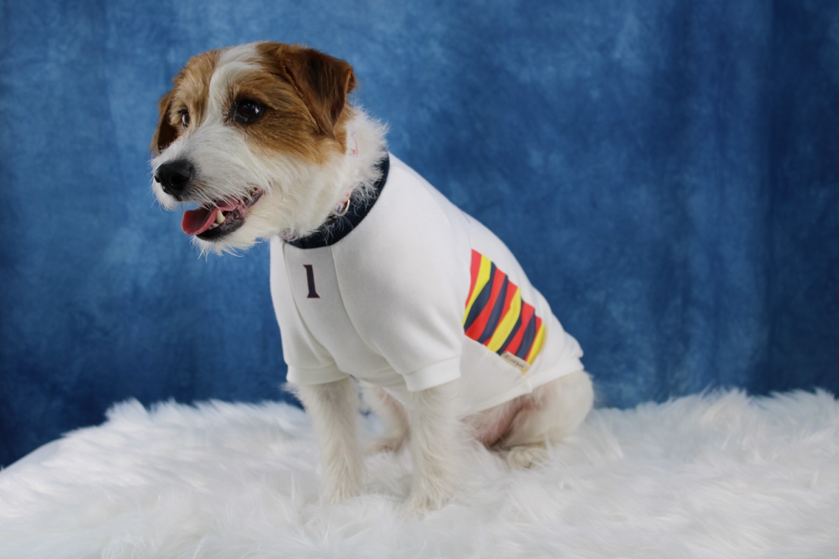 犬服ギャラリー