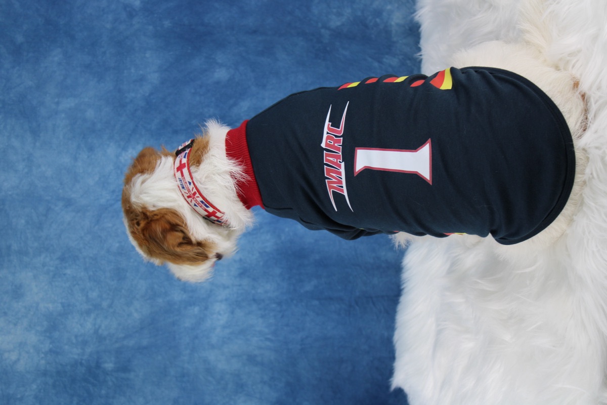 犬服ギャラリー