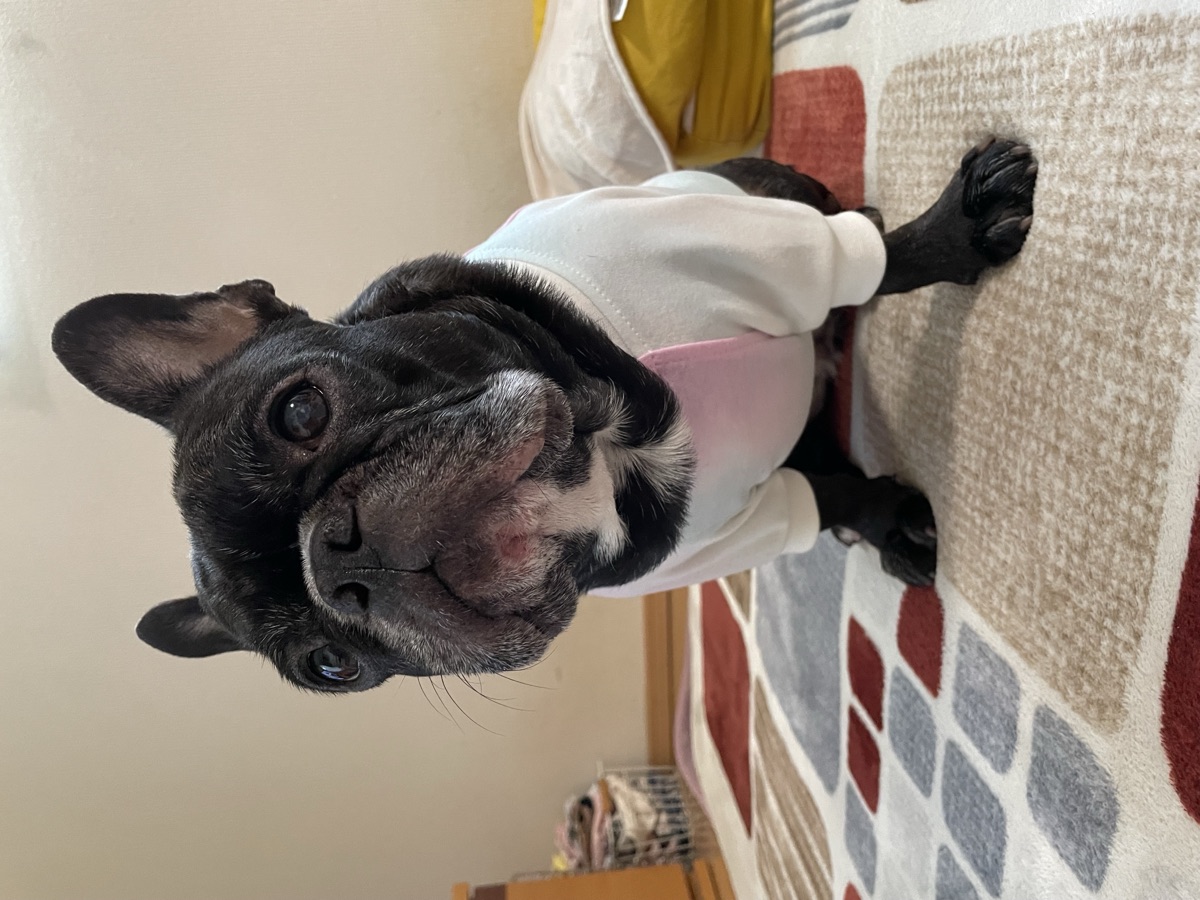 犬服ギャラリー