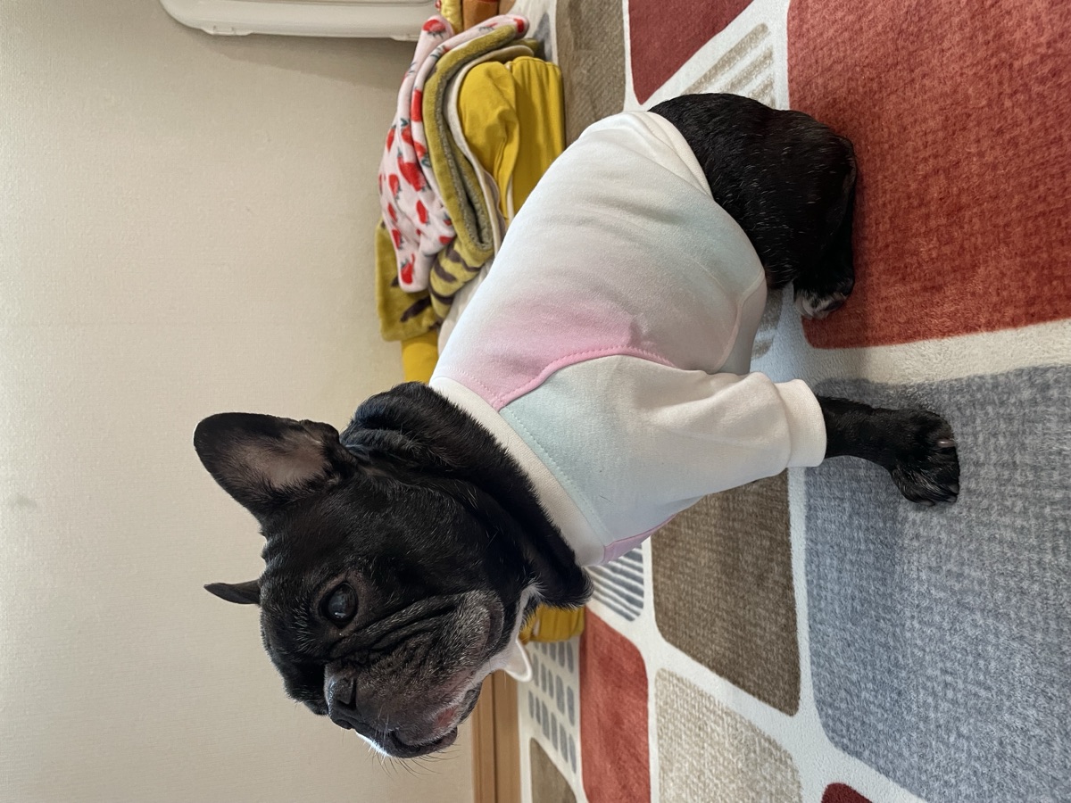 犬服ギャラリー