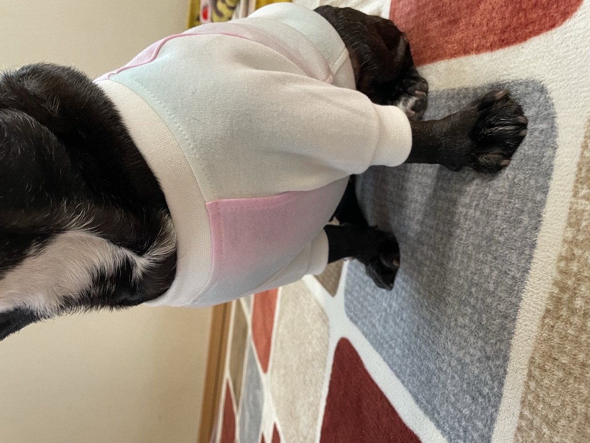 犬服ギャラリー