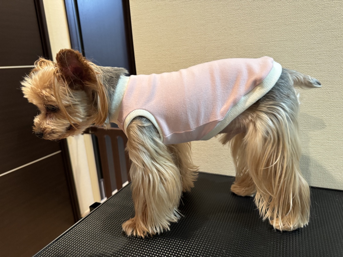 犬服ギャラリー