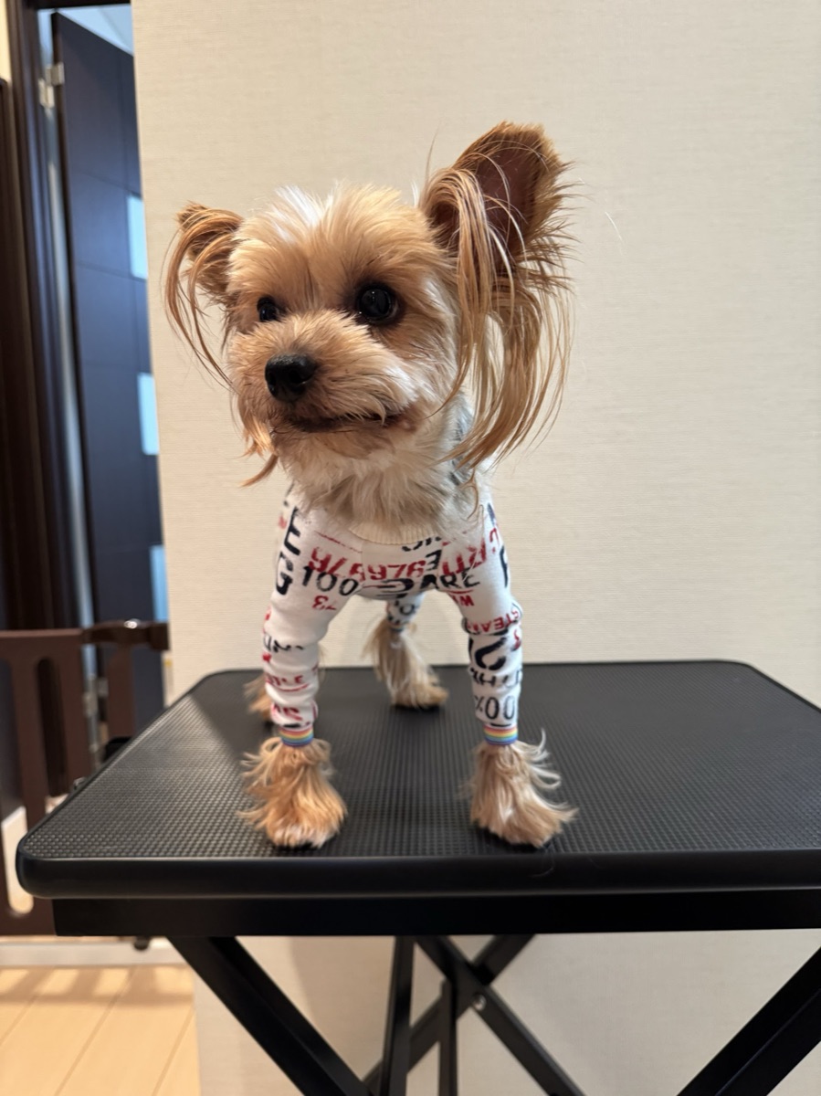 犬服ギャラリー