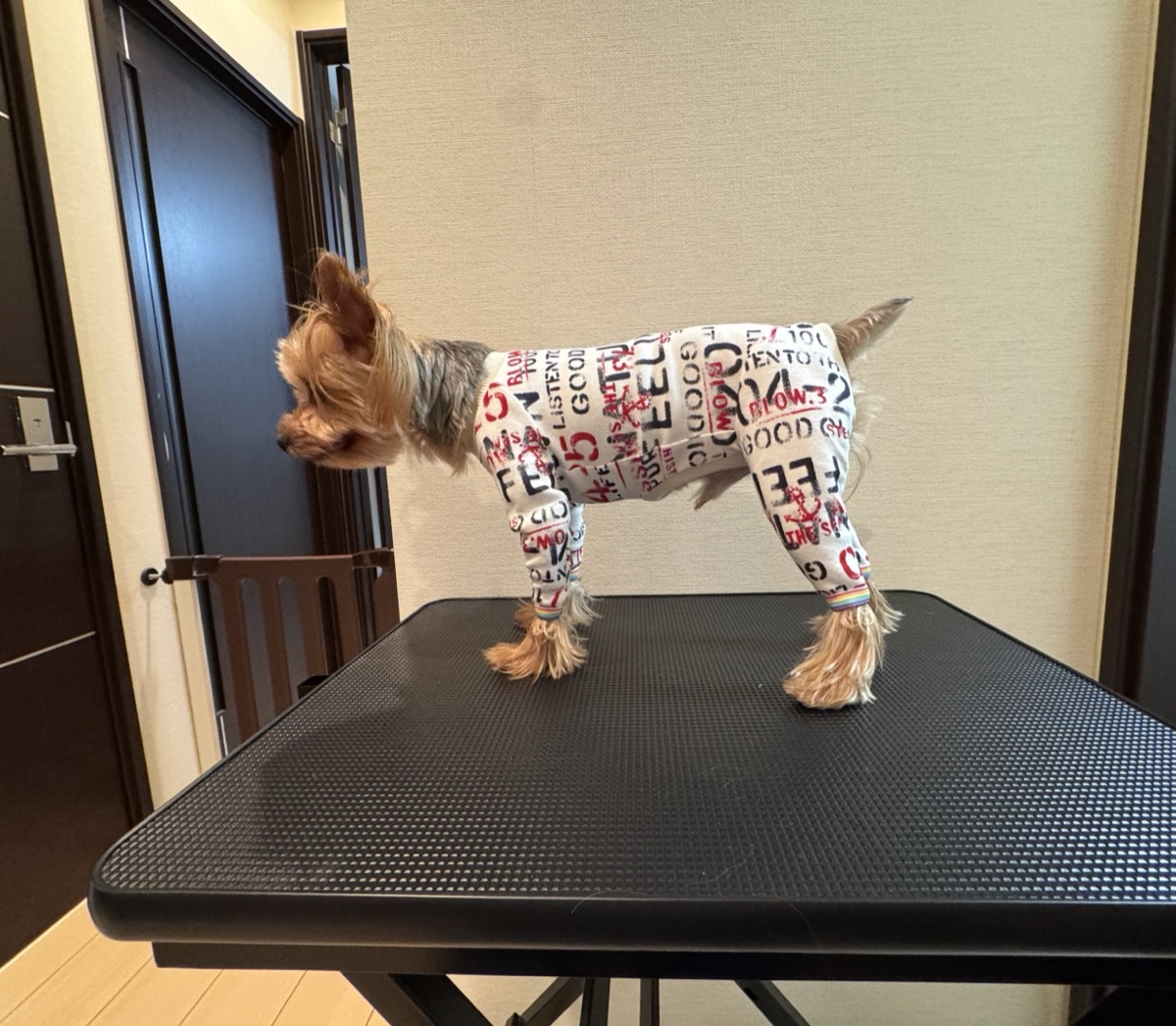 犬服ギャラリー