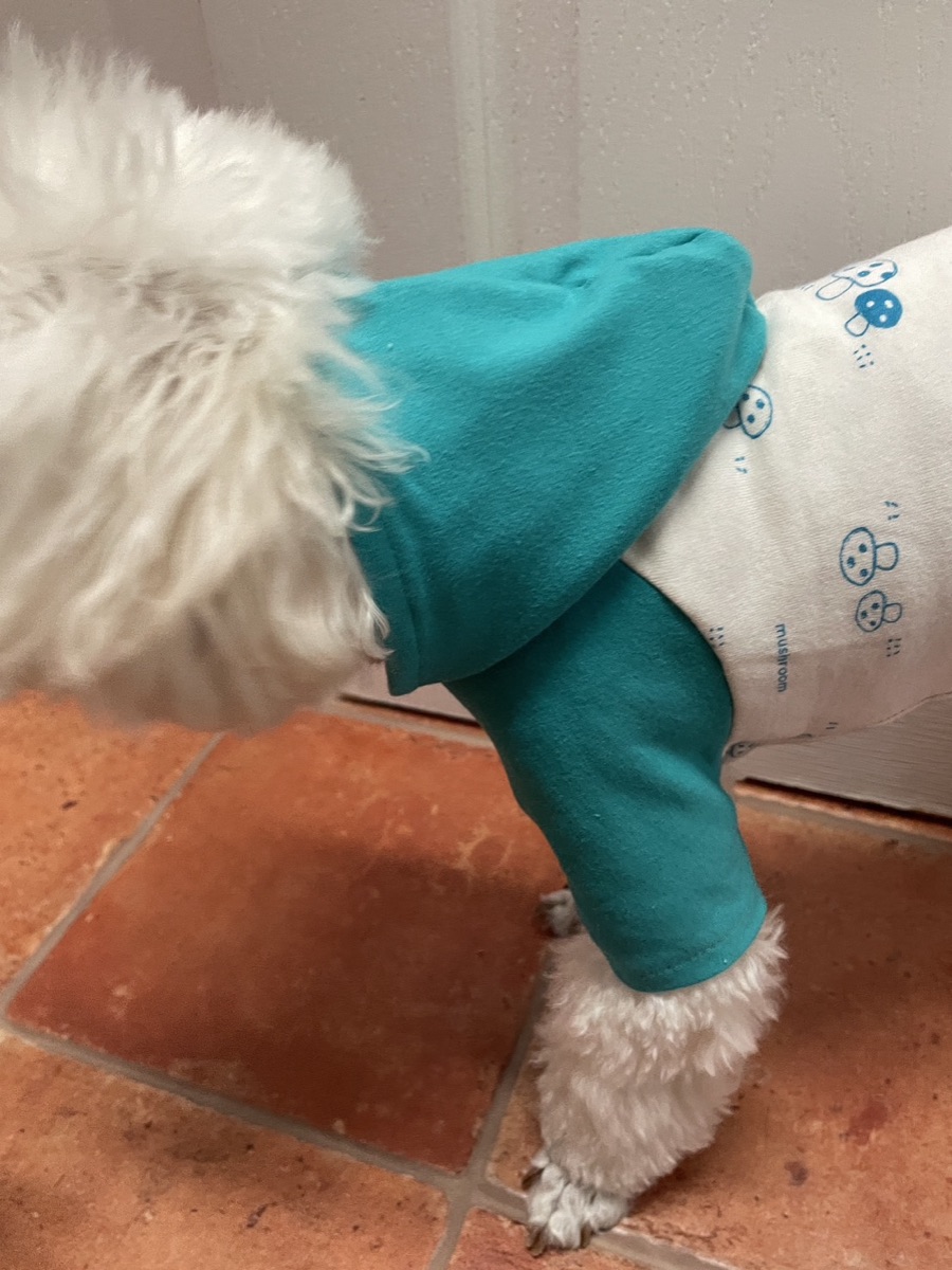 犬服ギャラリー