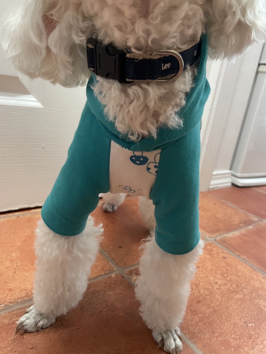 犬服ギャラリー