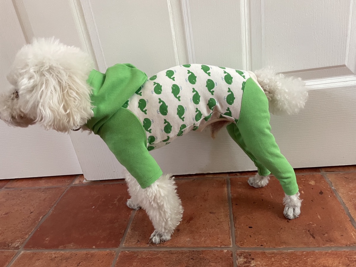 犬服ギャラリー