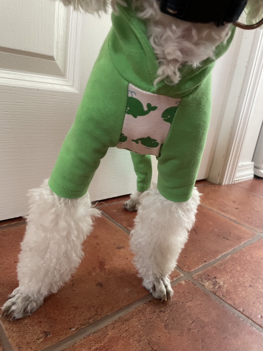 犬服ギャラリー