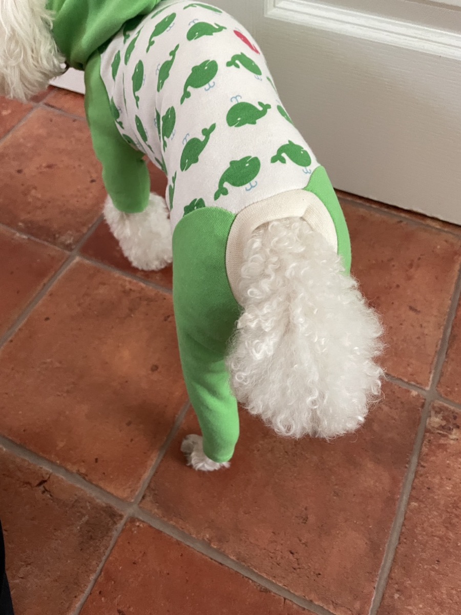 犬服ギャラリー