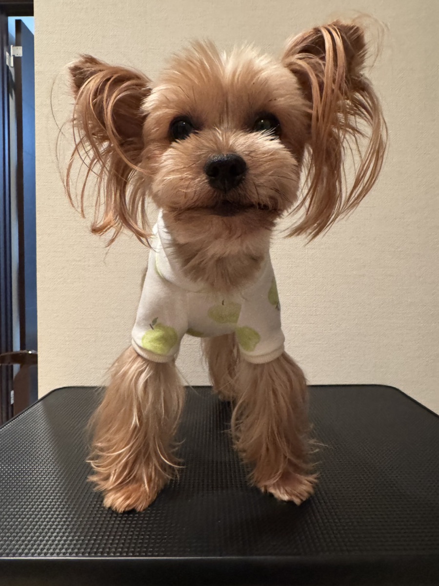 犬服ギャラリー