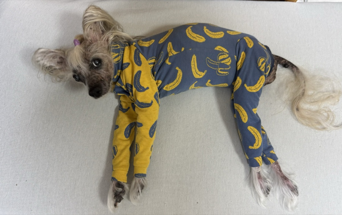 犬服ギャラリー