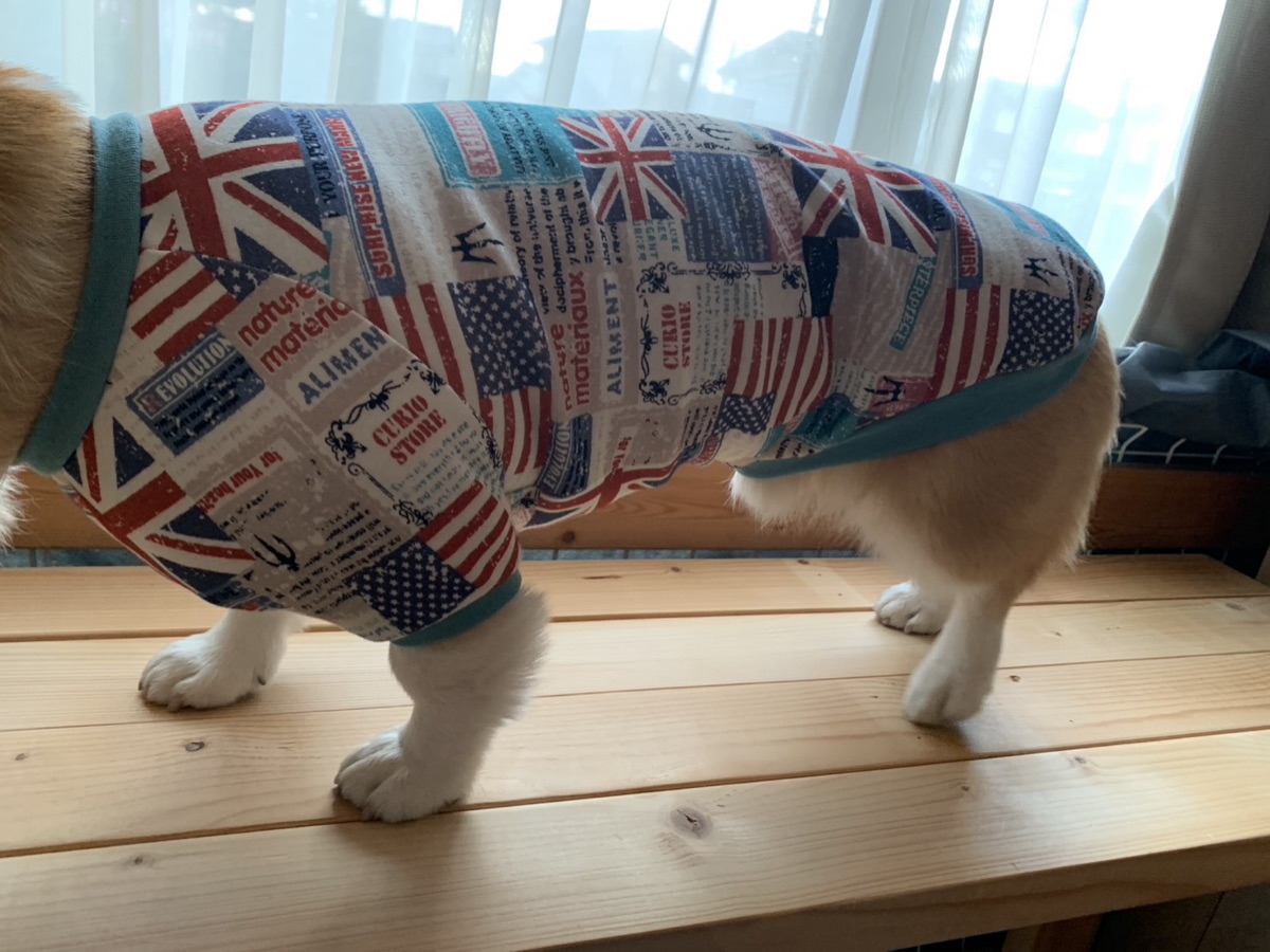 犬服ギャラリー