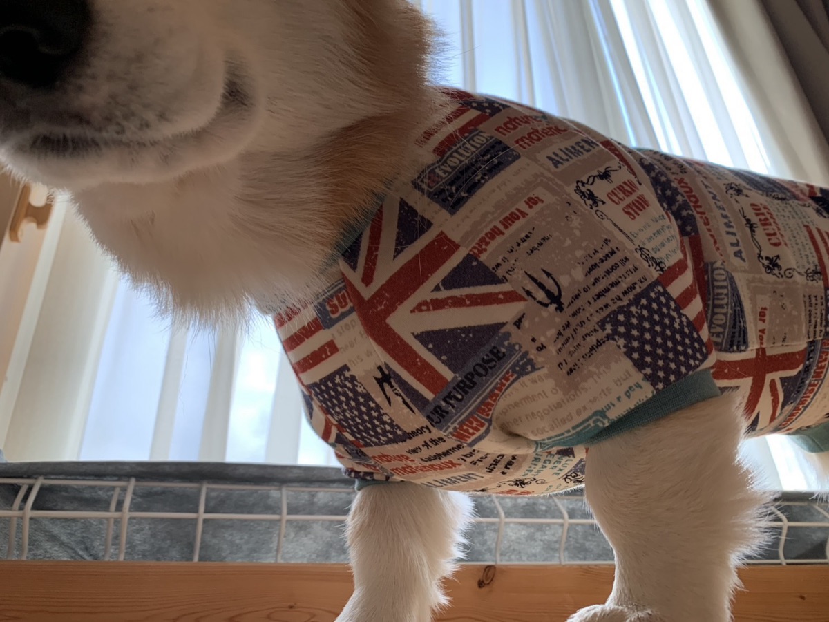 犬服ギャラリー