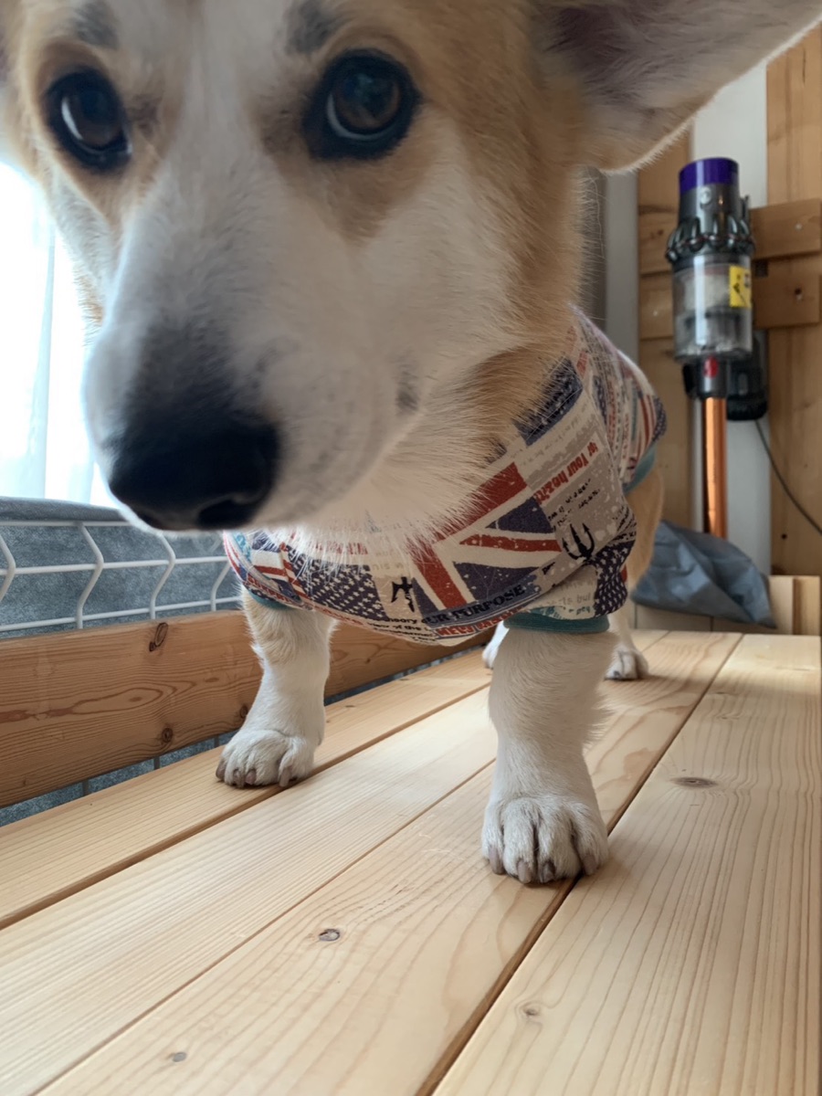 犬服ギャラリー