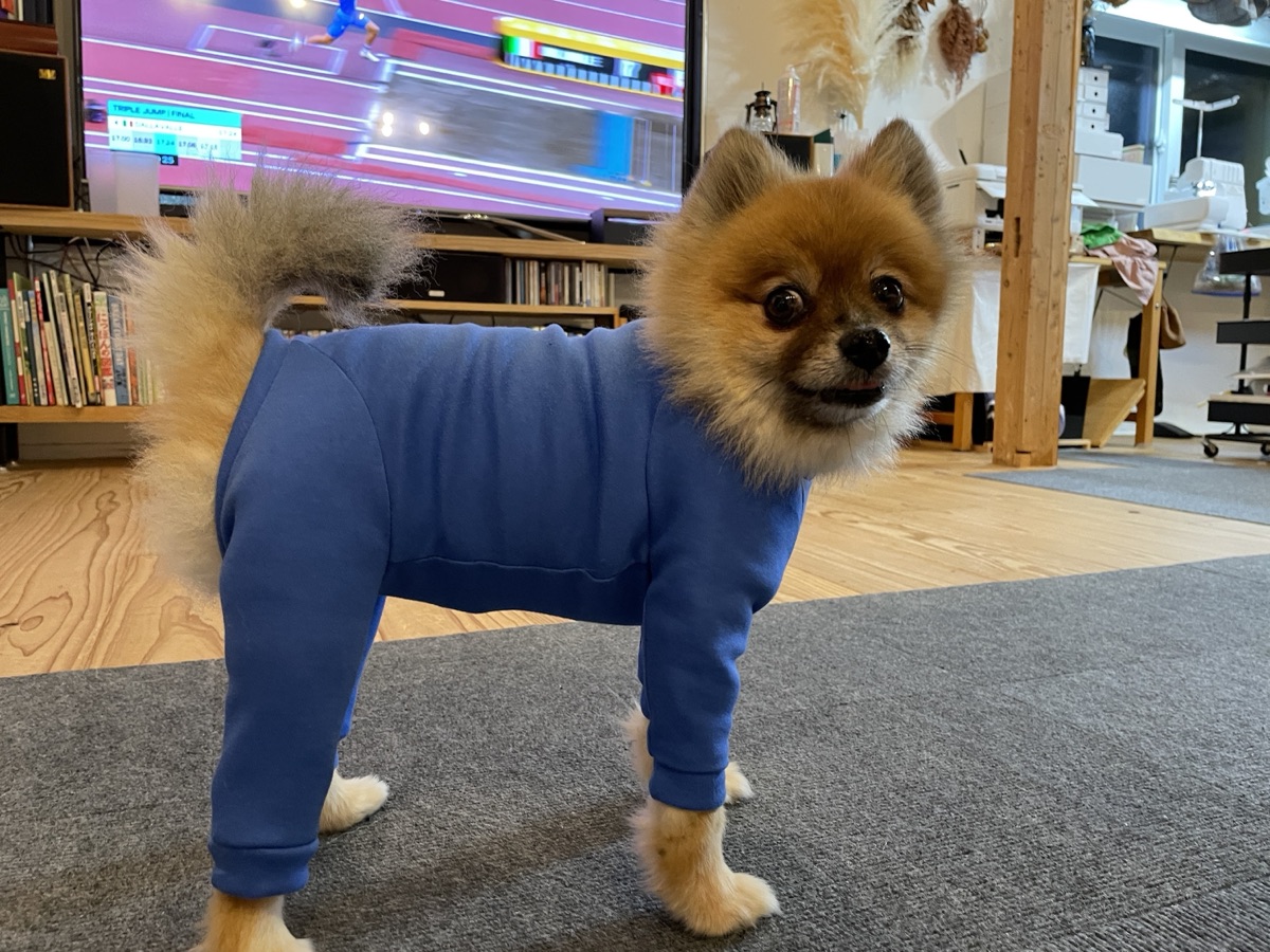 犬服ギャラリー