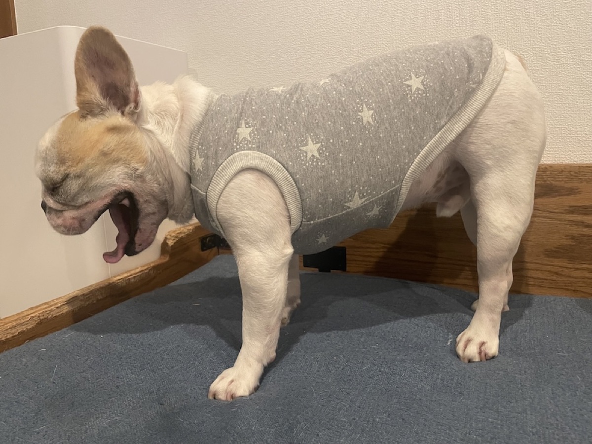 犬服ギャラリー