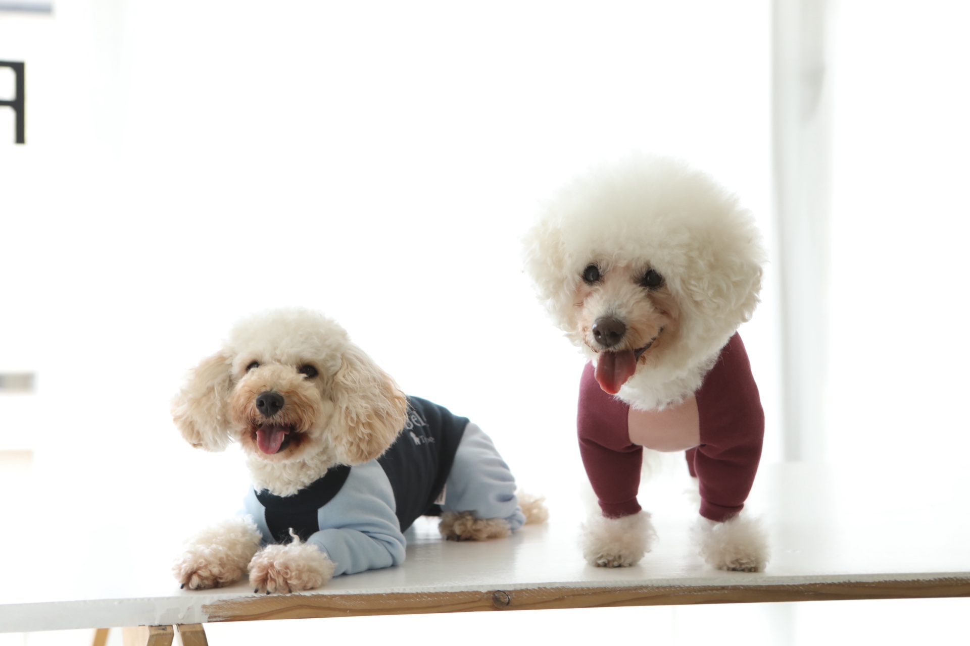 Fit Wan - 製図から学べる犬服教室のメインビジュアル1