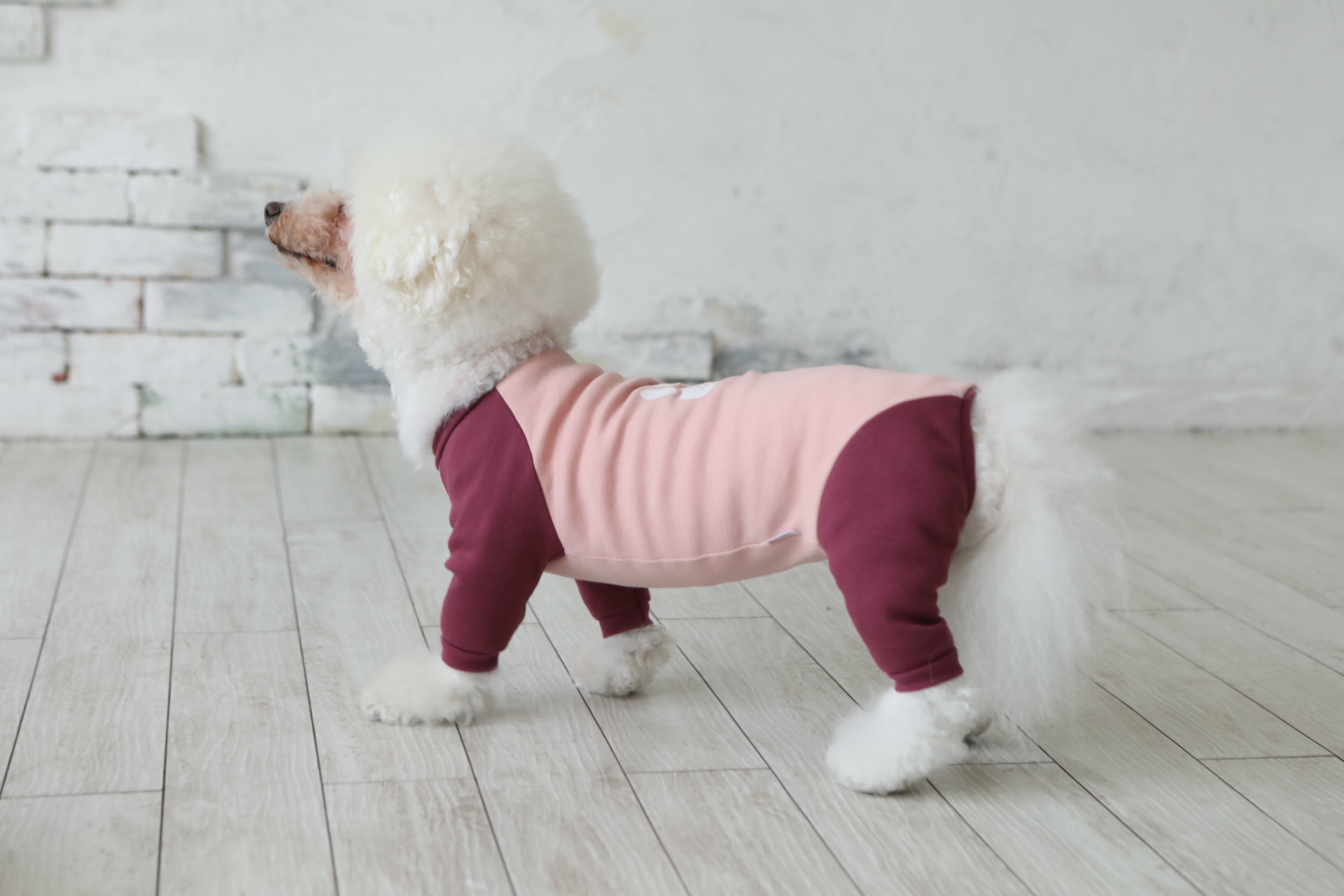 Fit Wan - 製図から学べる犬服教室のメインビジュアル2