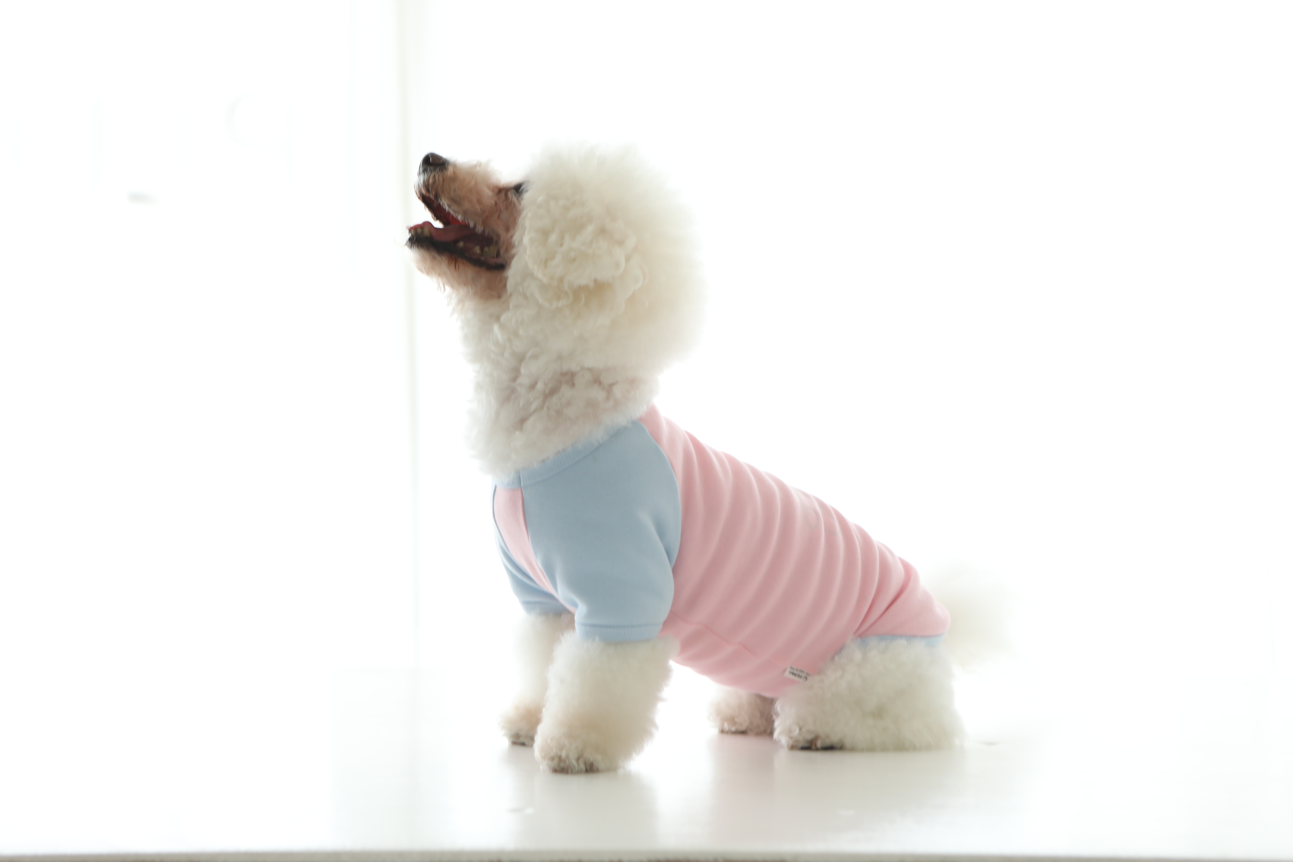 ラグランTシャツ